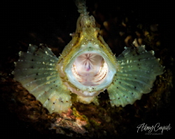 Yawning leaf scorpionfish by Aboy Capili 